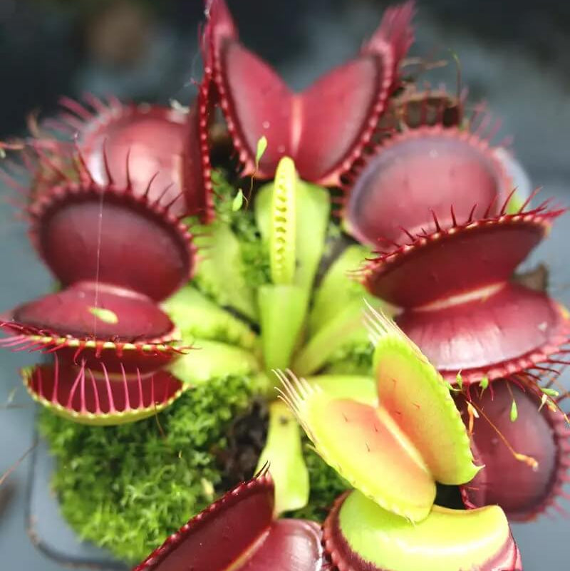 Giant Venus Flytrap plant