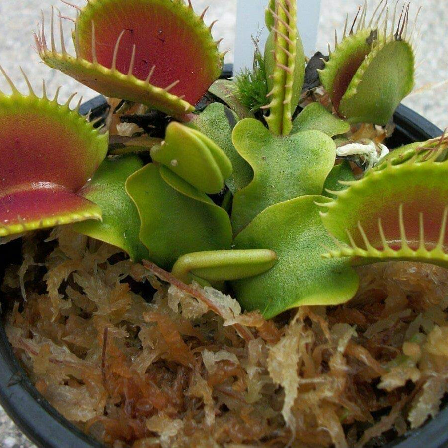 Giant Venus Flytrap plant