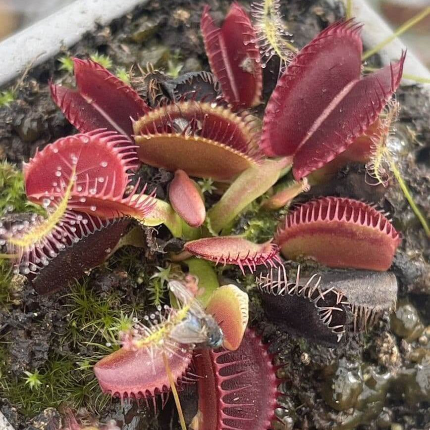 Dragon Venus Flytrap plant