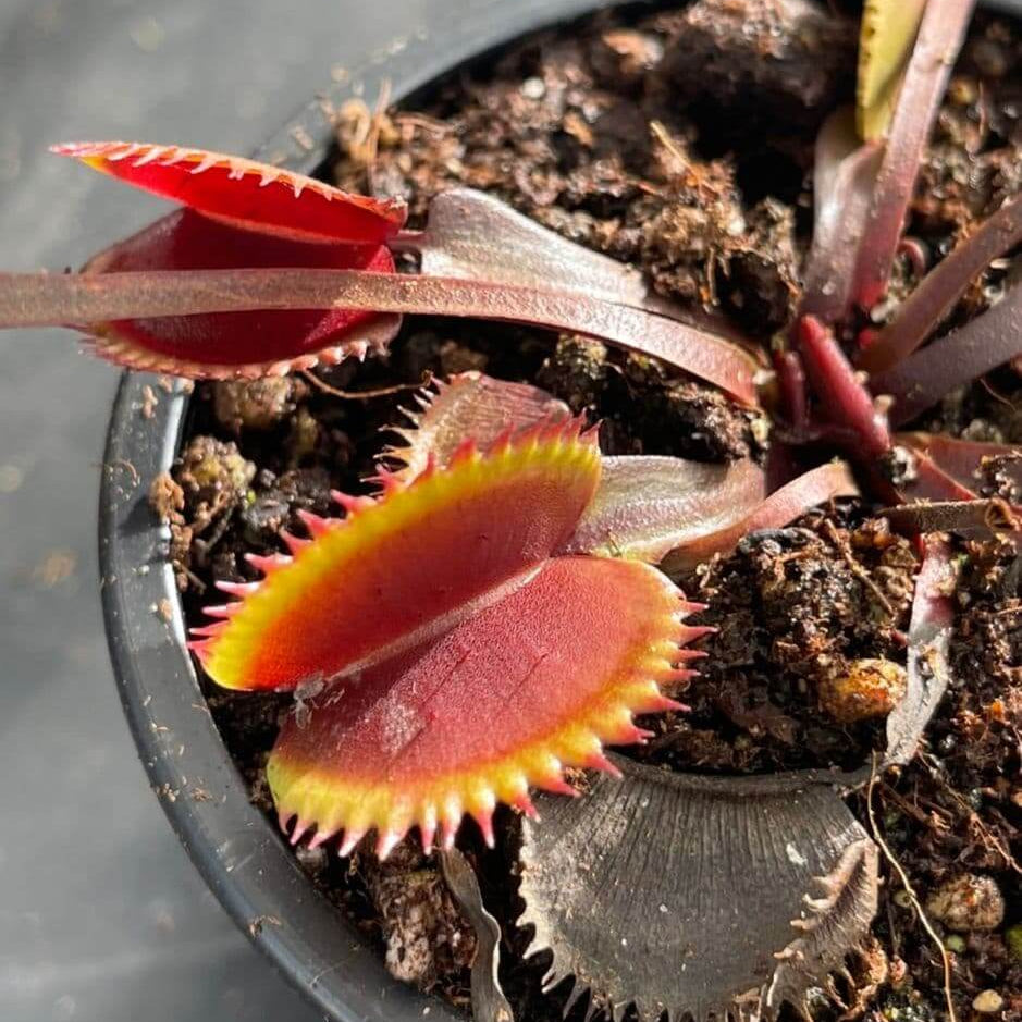 Sawtooth Venus Flytrap plant