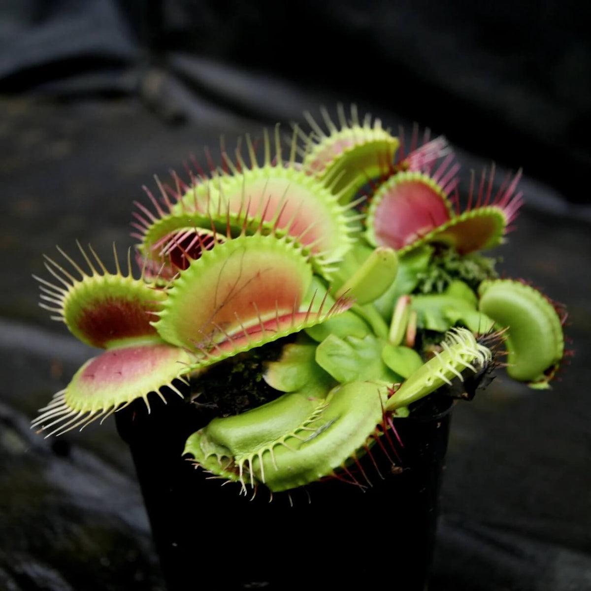 Giant Venus Flytrap plant