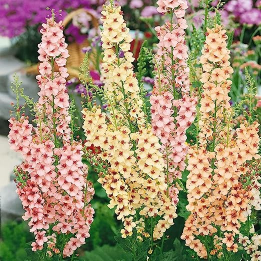 Antique Rose Verbascum plant