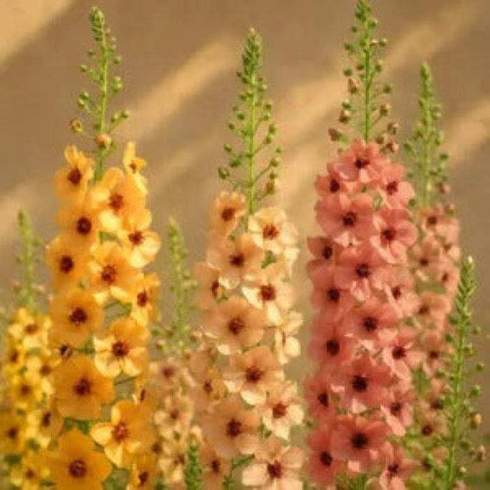 Antique Rose Verbascum plant