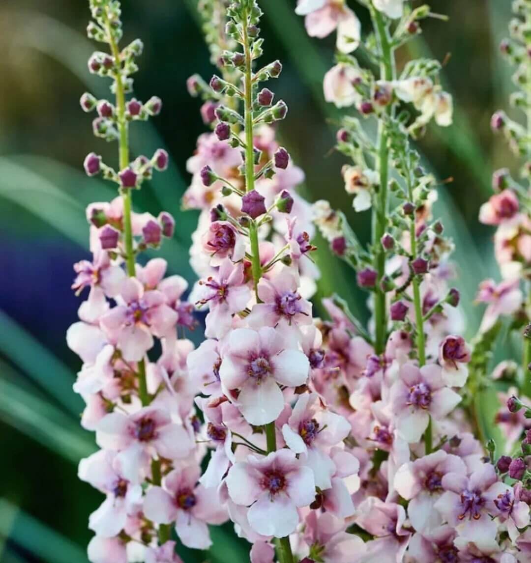 Antique Rose Verbascum plant