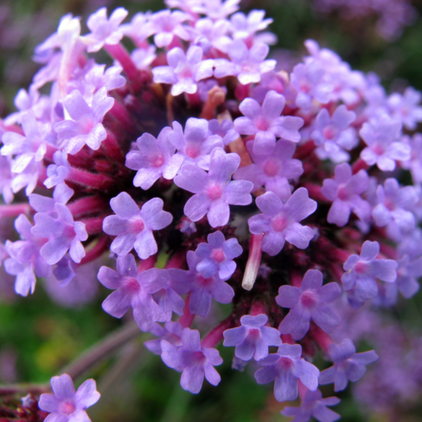 Buenos Aires Verbena plant