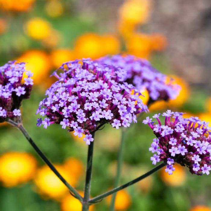 Buenos Aires Verbena plant