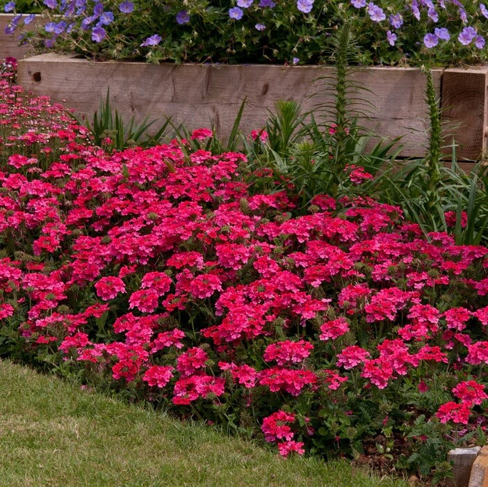 Pink Verbena plant