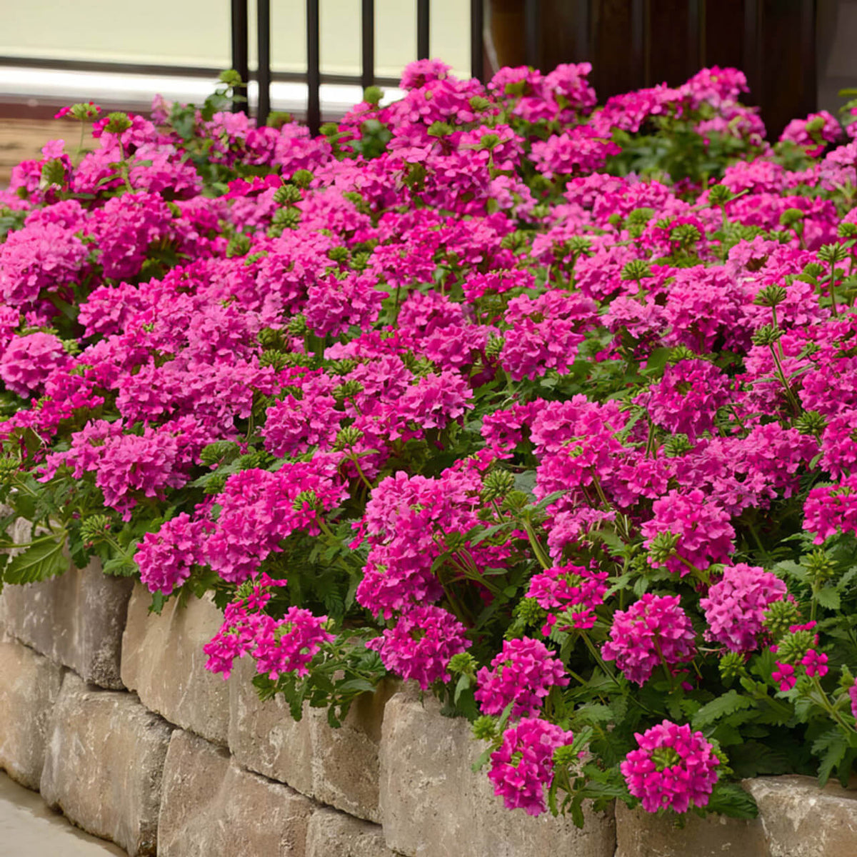 Pink Verbena plant