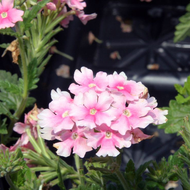 Baby Pink Verbena plant
