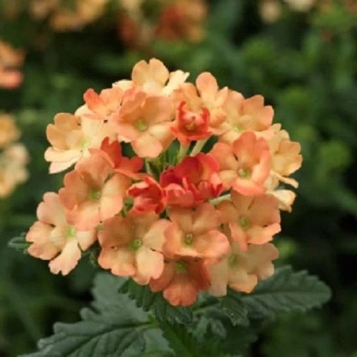 Peach Verbena plant