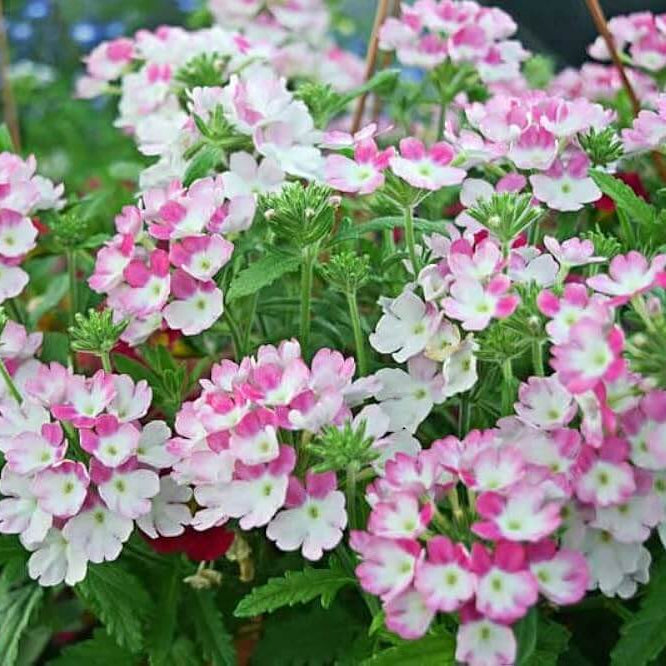 & White Verbena plant
