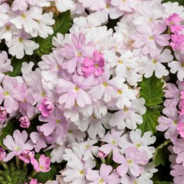 & White Verbena plant