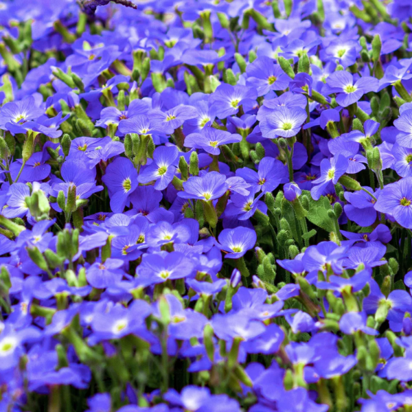 Speedwell Veronica Repens plant