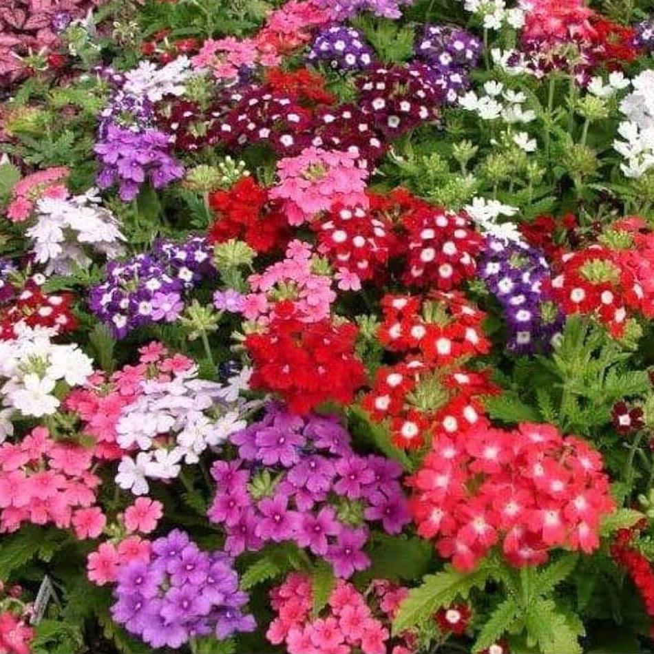 Cut Flower Vervain plant