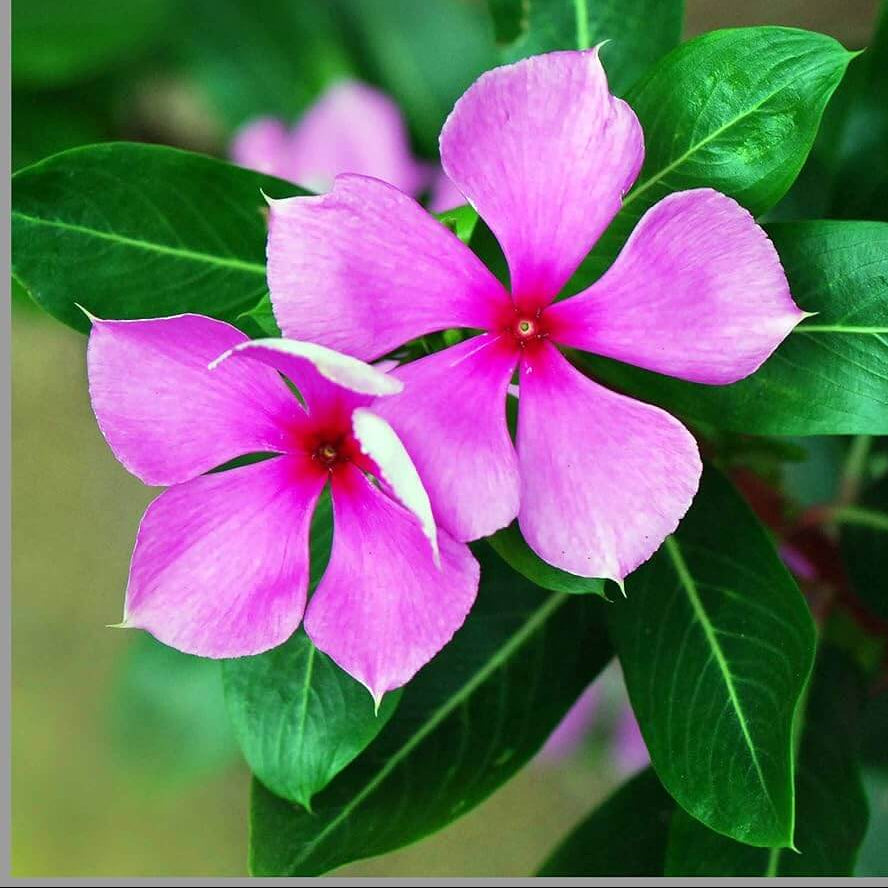 Pink Vinca Rosea plant
