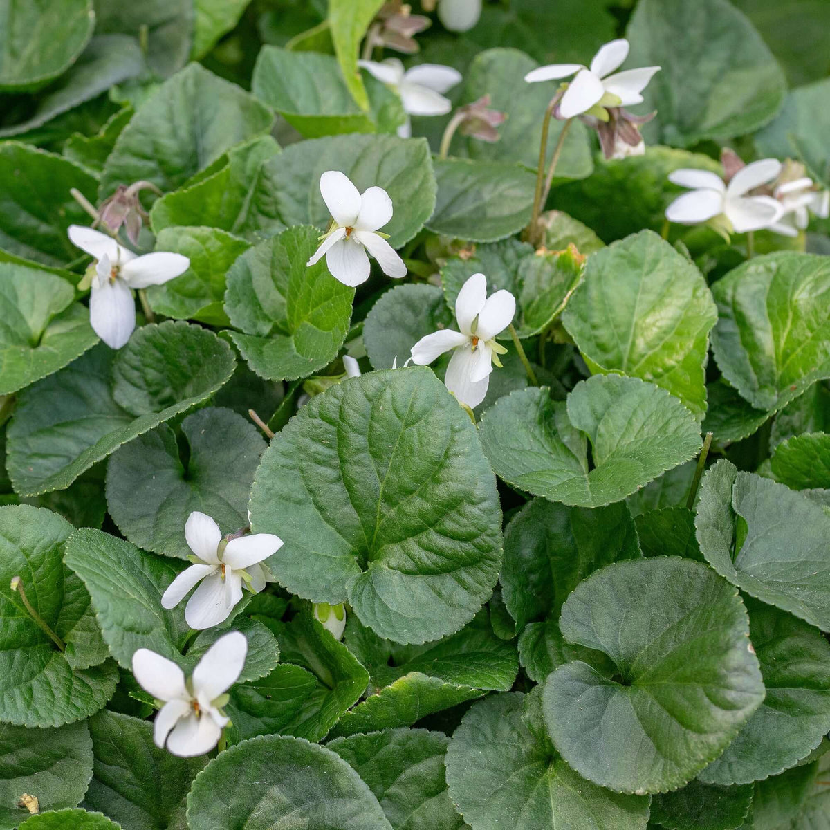 Wildflower Mix Viola plant