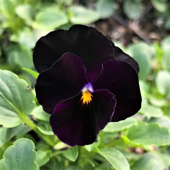 Black Viola plant