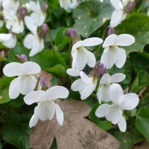Wildflower Mix Viola plant
