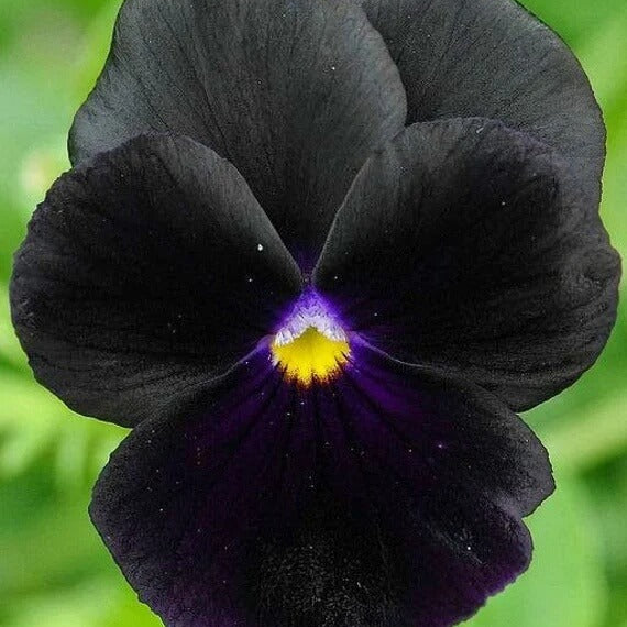 Black Viola plant