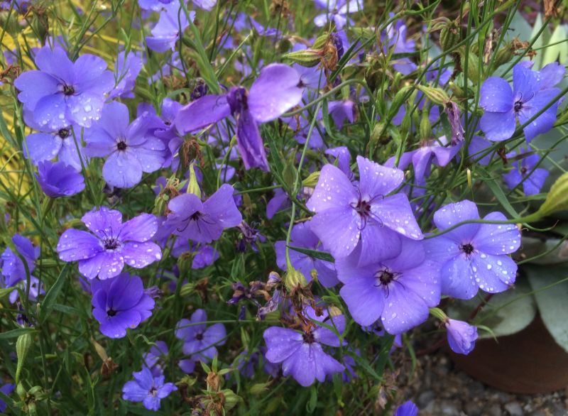 Blue Viscaria flower seeds