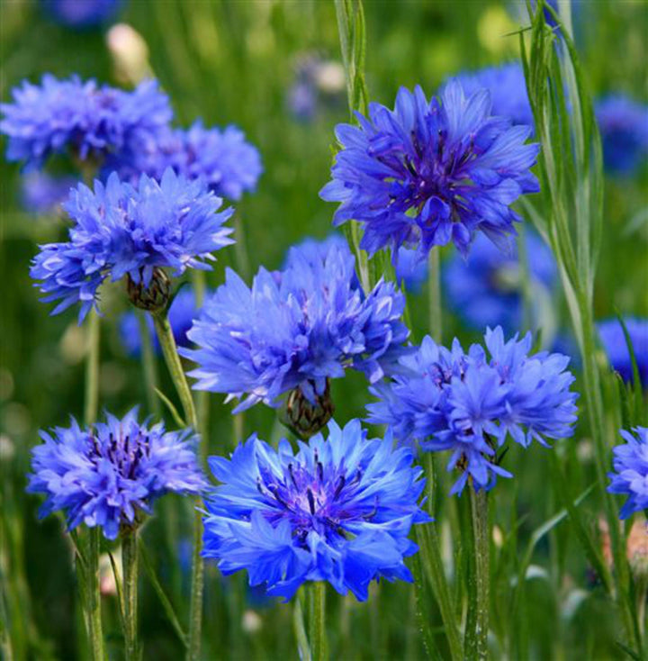 Cornflower flower seeds