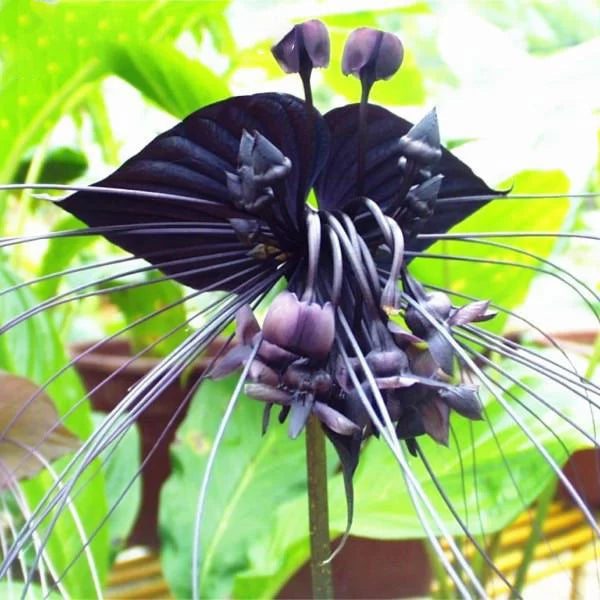 Butterfly Orchid flower seeds