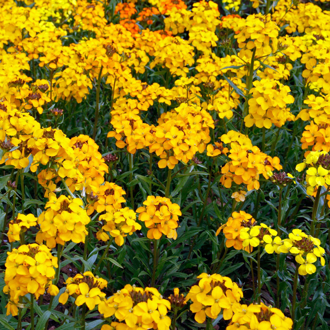 Wallflower flower seeds