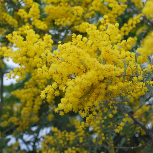 Baileyana Wattle plant
