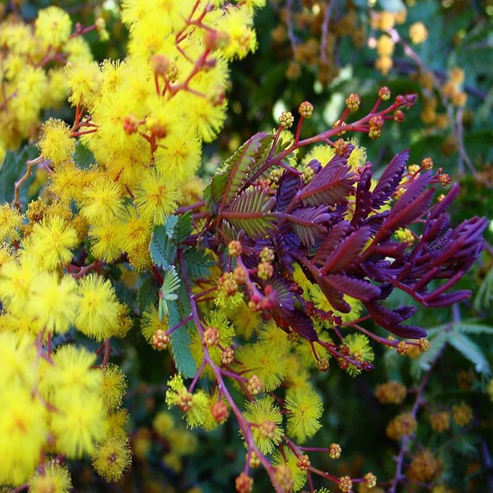 Baileyana Wattle plant