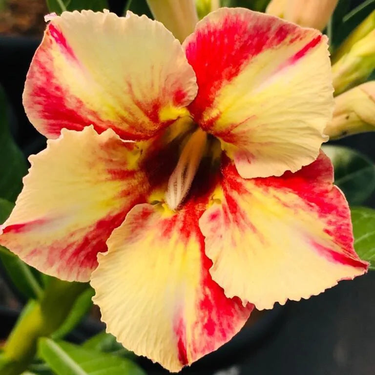 Orange and Yellow Adenium Flower Seeds for Planting – Heirloom Non-GMO Garden Seeds