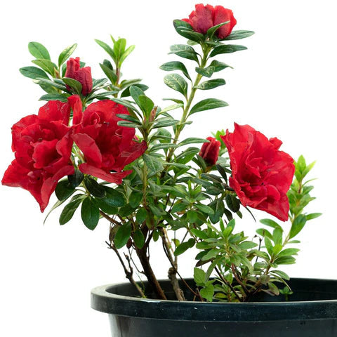 Dark Red flower seeds
