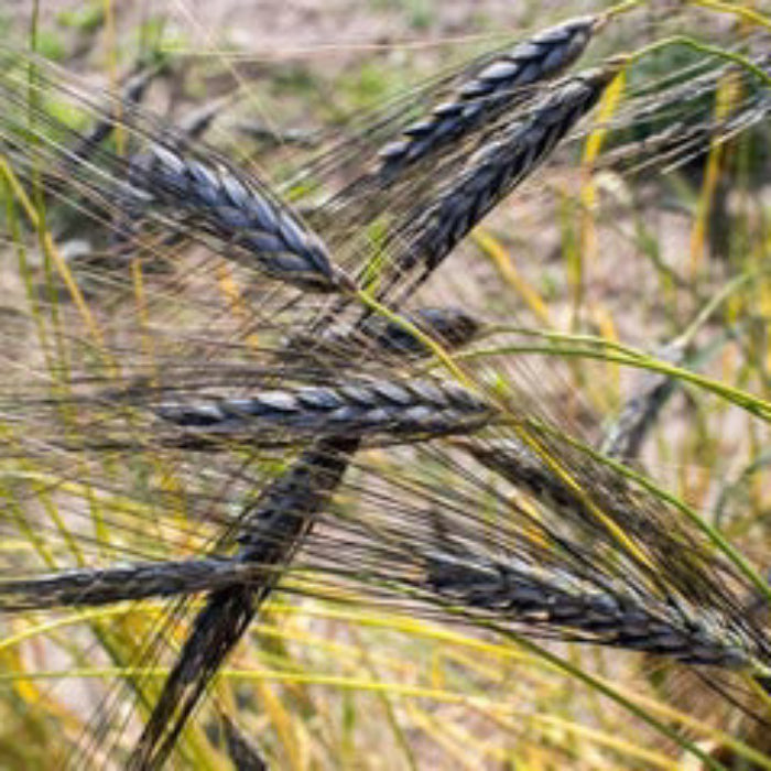 Black Wheat plant