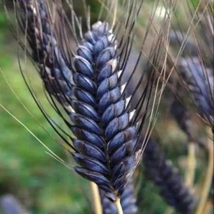 Black Wheat plant