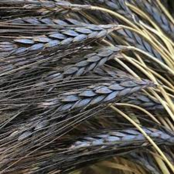 Black Wheat plant