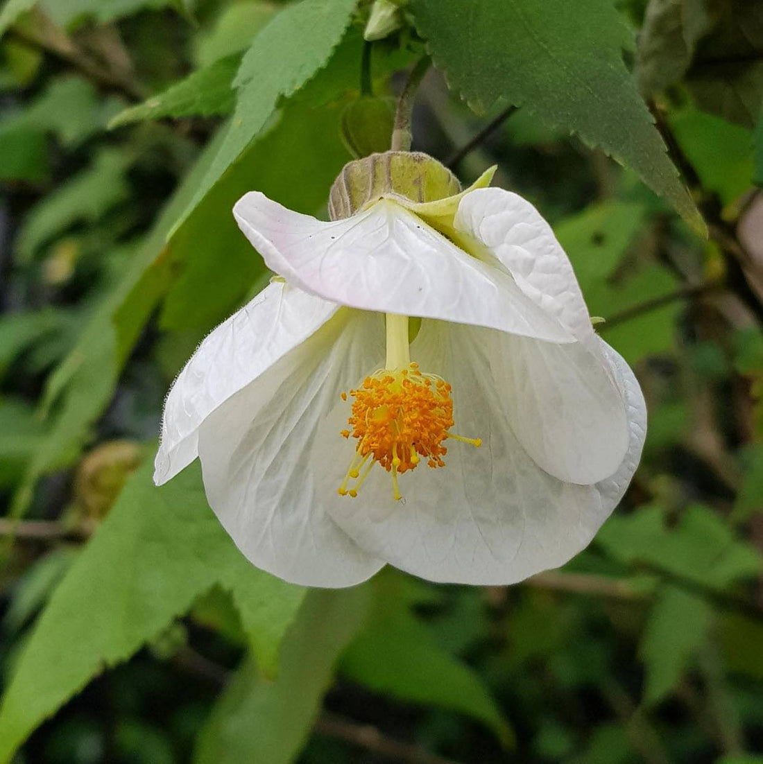 White Abutilon flower seeds
