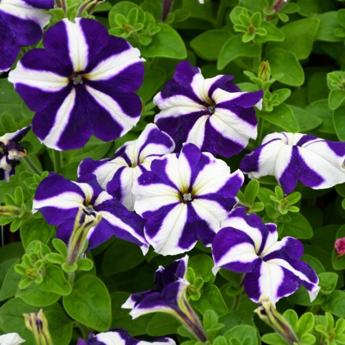 White Blue flower seeds