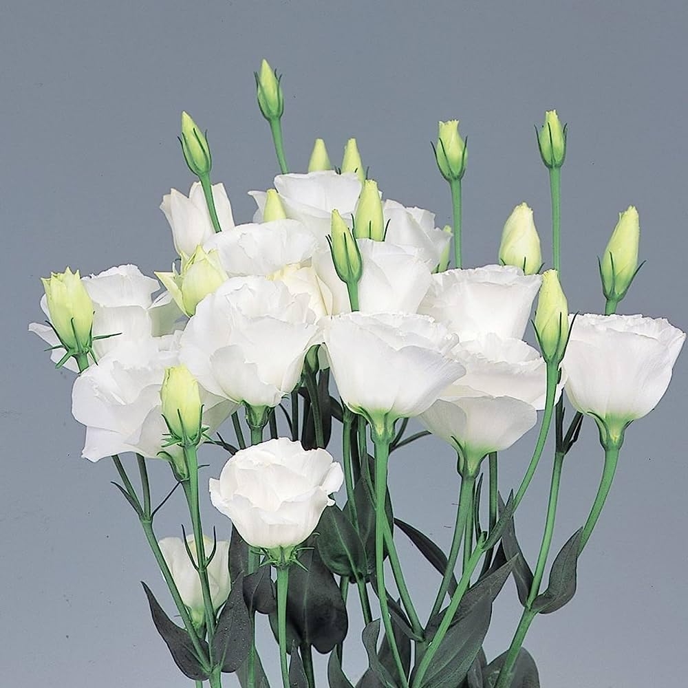White Eustoma flower seeds