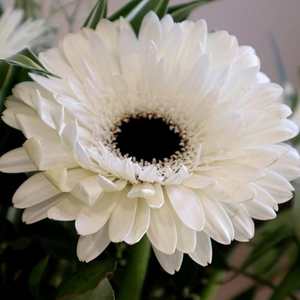 White Gerbera flower seeds