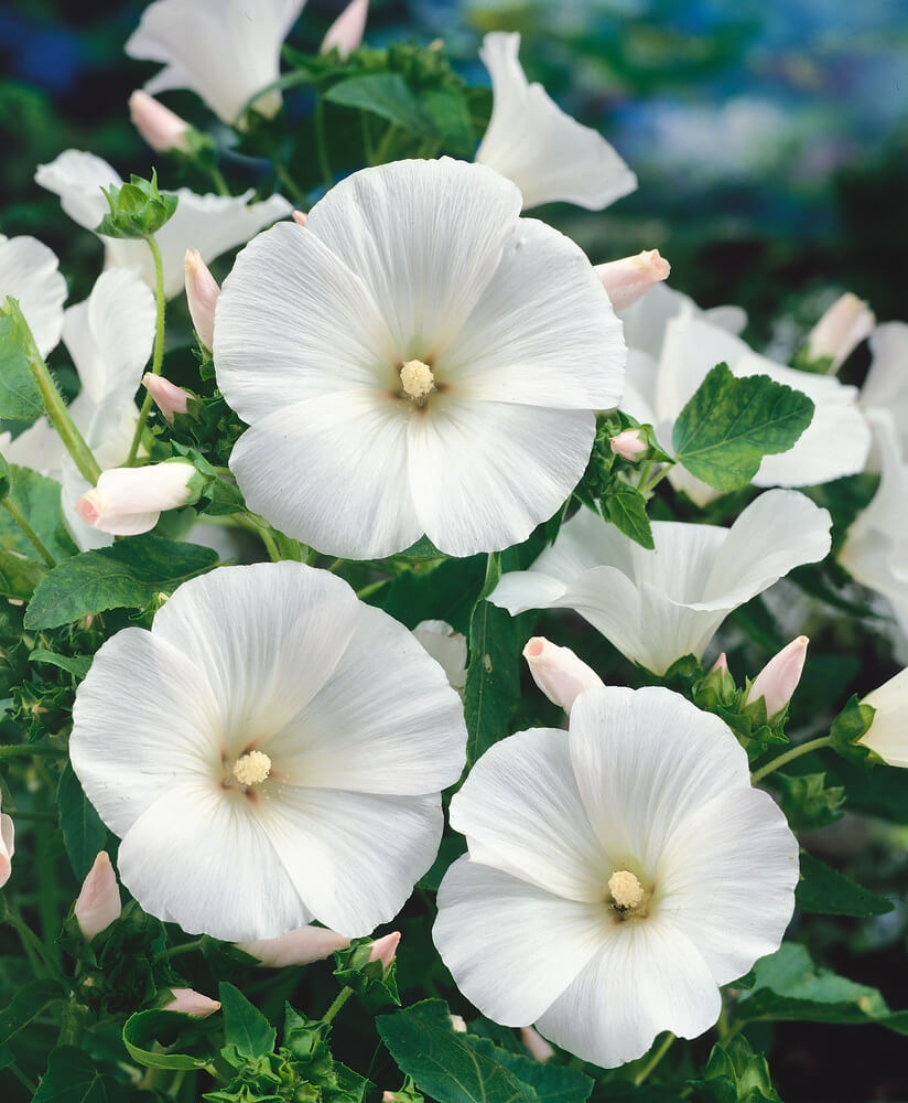 White Lavatera flower seeds