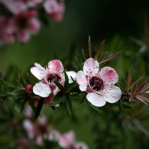 White Leptospermum flower seeds