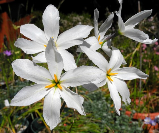 White Leucocoryne flower seeds