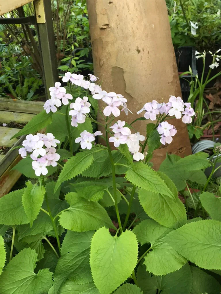 White Lunaria flower seeds
