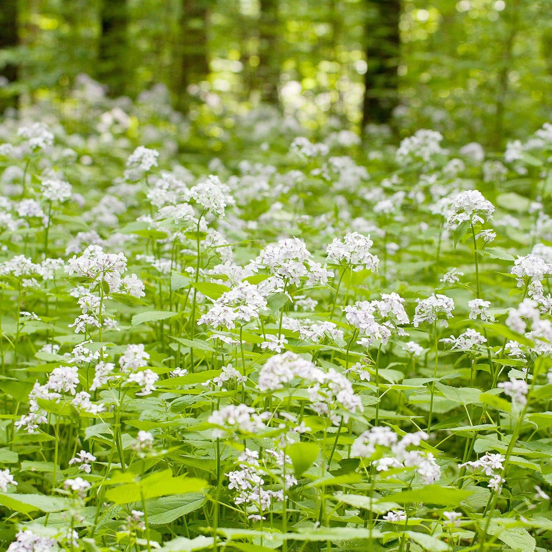 White Lunaria flower seeds