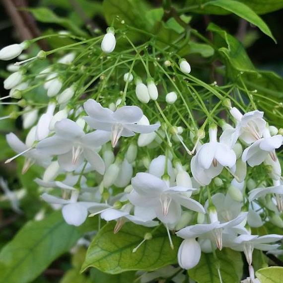 White Mok flower seeds