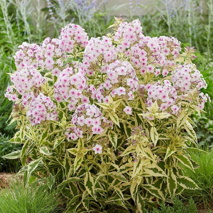 White Pink flower seeds
