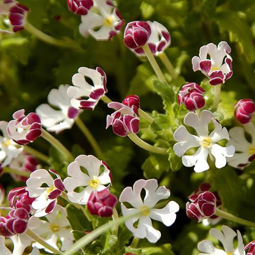 White Pink flower seeds