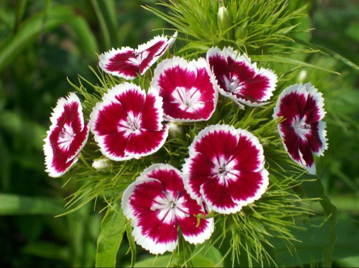White Red flower seeds