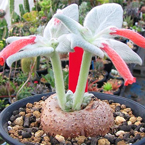 White Sinningia flower seeds