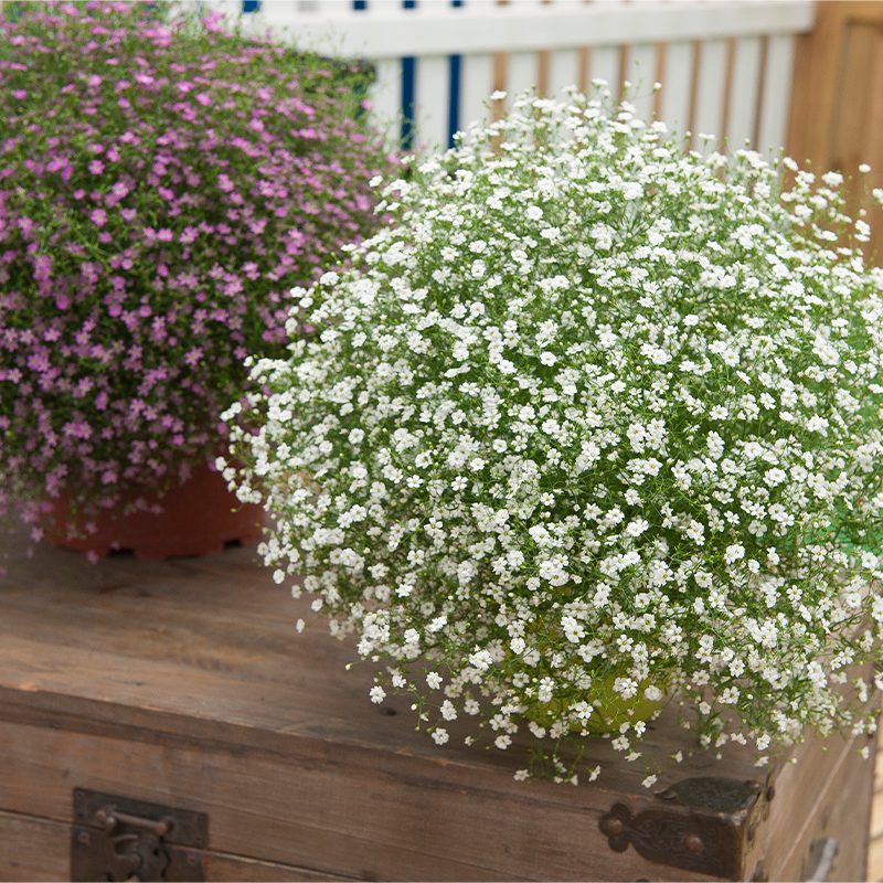 White Snow flower seeds