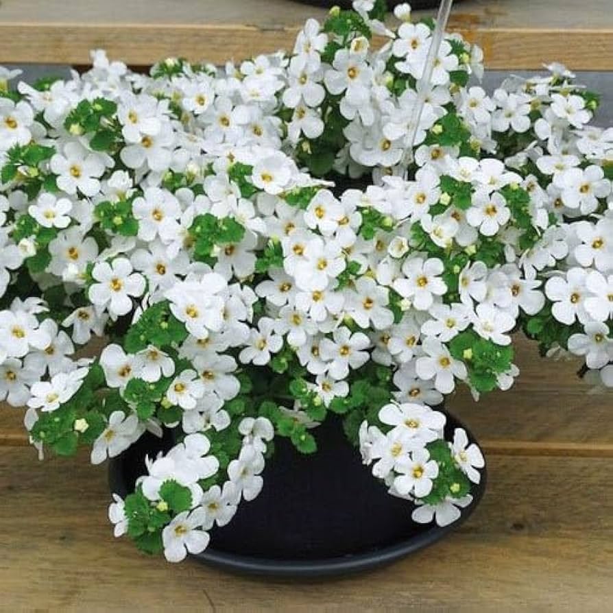 White Snowtopia flower seeds